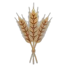 Small bundle of golden wheat ears